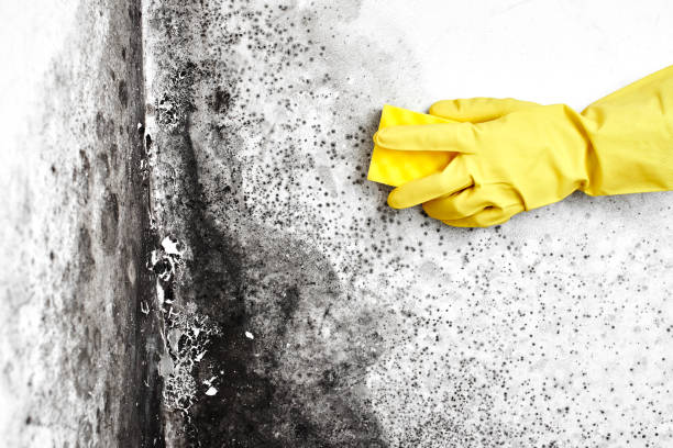 Best Residential Mold Remediation in Springdale, MD