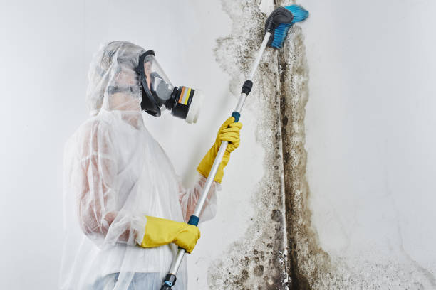 Best Kitchen Mold Remediation in Springdale, MD