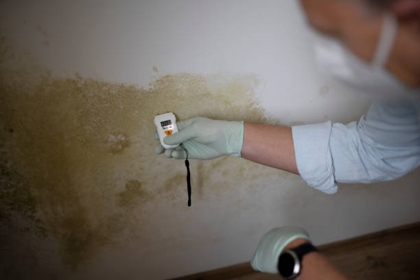 Best Black Mold Remediation in Springdale, MD